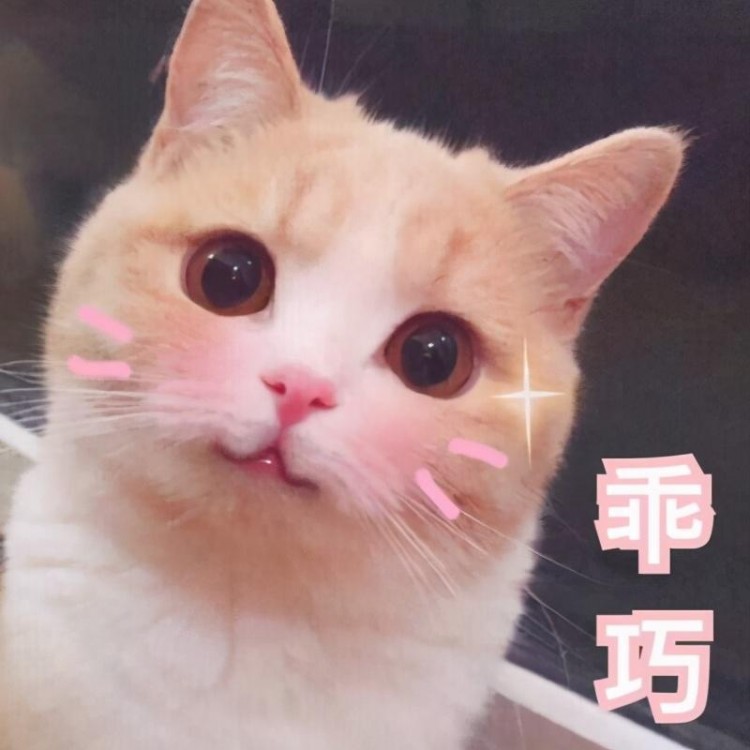 猫咪这些行为是在关心你不要再嫌弃它了