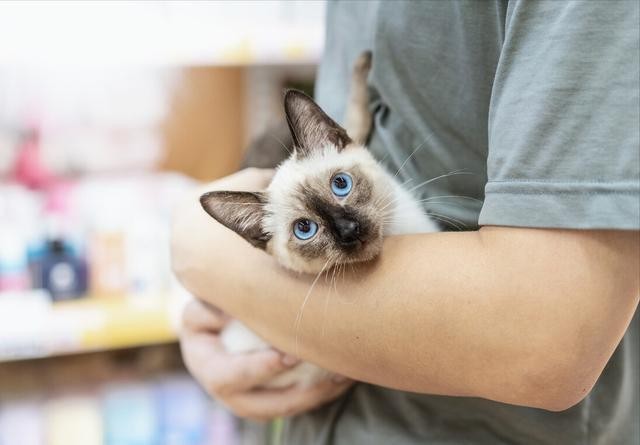 抱猫的时候在猫眼里你很爱它大错特错！