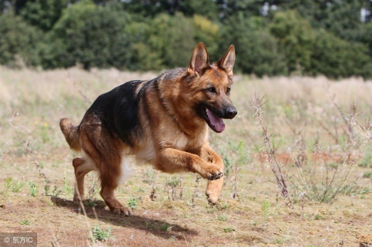 德国牧羊犬怎么挑选送你6个小妙招！