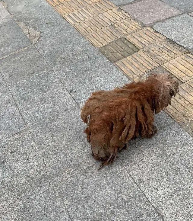 过年嫌狗狗太脏，长辈要求赶出家门，狗狗只敢远远地望着家门口