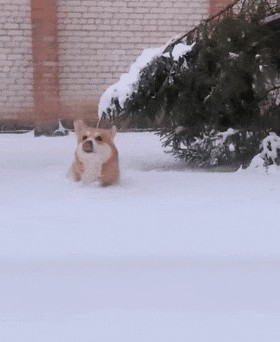 柯基在风雪中散步...结果走出了很心酸但非常励志的画风！