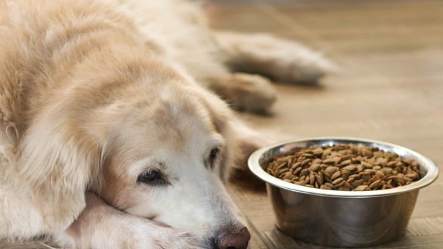 整天担心狗狗食物过敏但哪些症状才是代表着狗狗对食物过敏