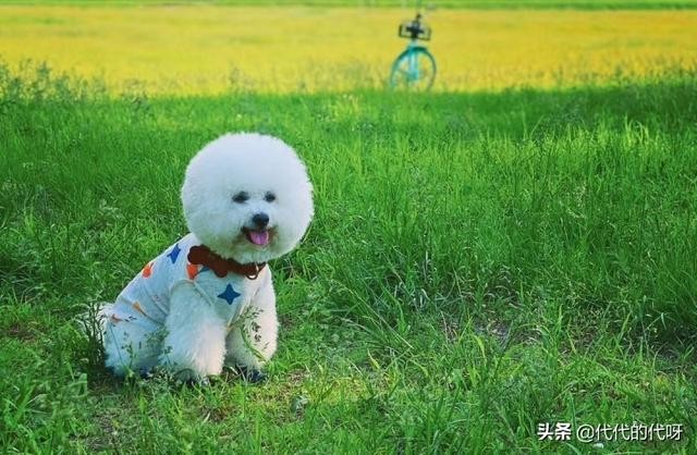 比熊犬有什么优缺点？