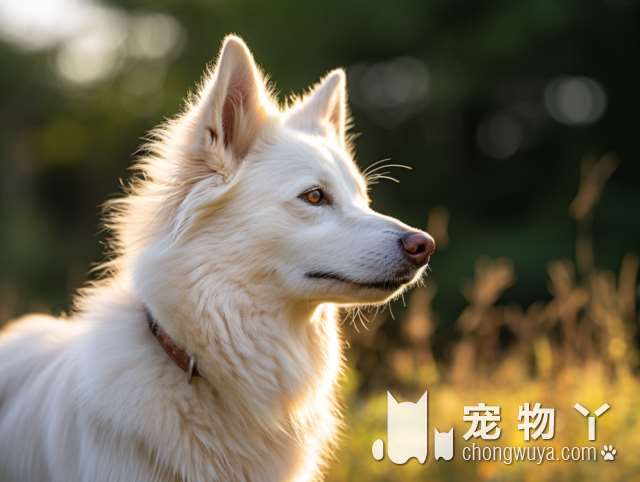 萨摩耶狗是大型犬吗？