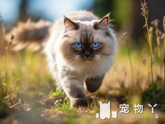 狗狗健康，选择唯依宠物犬舍猫舍精品购宠，还有什么比这更好的呢?